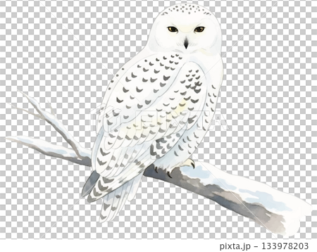 枝に止まるシロフクロウの水彩風イラスト 133978203