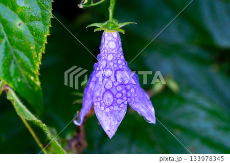 北アルプス穂高岳山麓の上高地遊歩道に咲くソバナ(杣菜:そまな)蕎麦菜 北アルプス穂高岳山麓の上高地遊歩道に咲くソバナ(杣菜:そまな)蕎麦菜 133978345