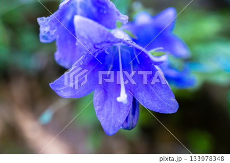 北アルプス穂高岳山麓の上高地遊歩道に咲くソバナ（杣菜：そまな）蕎麦菜 133978348