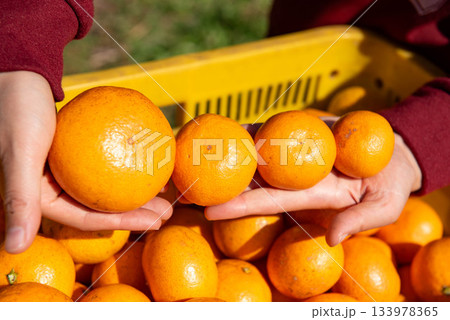 みかん農家のみかん狩り 133978365