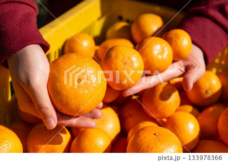 みかん農家のみかん狩り 133978366