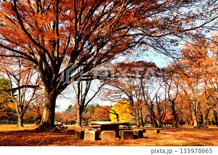 都立 光が丘公園(東京都練馬区)【2025.11】 133978665