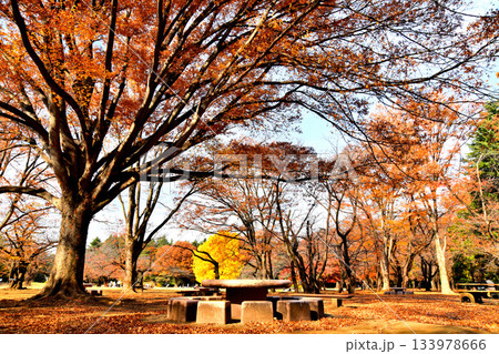 都立 光が丘公園(東京都練馬区)【2025.11】 133978666