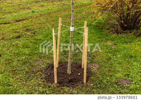 A young tree is planted in the ground with wooden stakes for support in a yard. The scene shows grass and fallen leaves A young tree is planted in the ground with wooden stakes for support in a yard. The scene shows grass and fallen leaves 133978681
