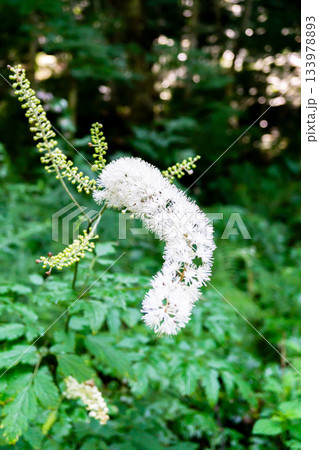 北アルプス穂高岳山麓の上高地遊歩道に咲くサラシナショウマ(晒菜升麻) 北アルプス穂高岳山麓の上高地遊歩道に咲くサラシナショウマ(晒菜升麻) 133978893