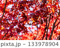 静岡県浜松市鳥羽山公園の紅葉 133978904