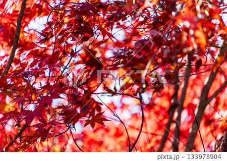 静岡県浜松市鳥羽山公園の紅葉 133978904