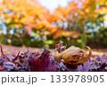 静岡県浜松市鳥羽山公園の紅葉～落ち葉～ 133978905