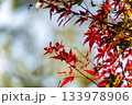 静岡県浜松市鳥羽山公園の紅葉 133978906