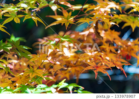 静岡県浜松市鳥羽山公園の紅葉 静岡県浜松市鳥羽山公園の紅葉 133978907