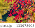 静岡県浜松市鳥羽山公園の紅葉 133978908