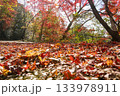 静岡県浜松市鳥羽山公園の紅葉～落ち葉～ 133978911