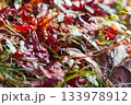 静岡県浜松市鳥羽山公園の紅葉～落ち葉～ 133978912