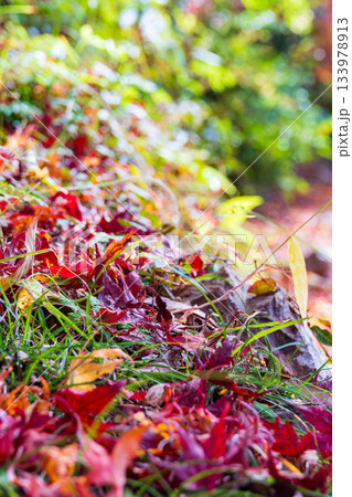 静岡県浜松市鳥羽山公園の紅葉～落ち葉～ 133978913