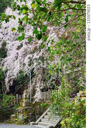 京都 大豊神社 美しい桜と椿(京都府京都市左京区) 京都 大豊神社 美しい桜と椿(京都府京都市左京区) 133979023