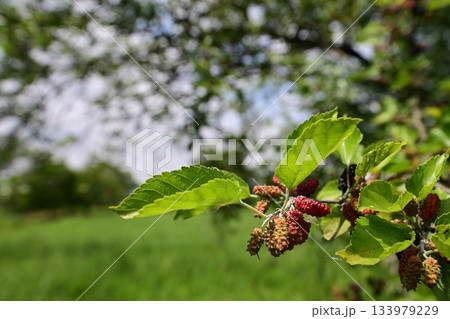 色づき始めた桑の実 133979229