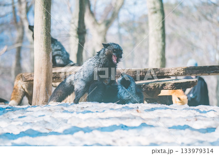 蔵王キツネ村のキツネ 133979314