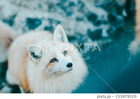 蔵王キツネ村のキツネ 133979320