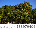 Ripe tangerines on tree branches on a sunny day 133979404