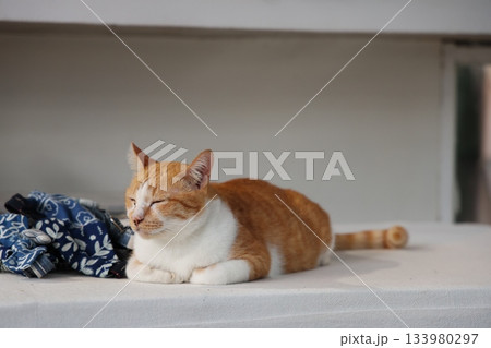 店番猫 店番猫 133980297