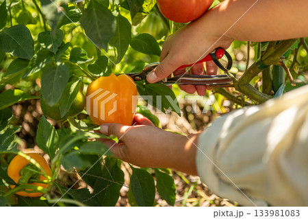 Organic yellow bell pepper Organic yellow bell pepper 133981083