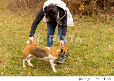 Woman brushing a beagle dog Woman brushing a beagle dog 133981099