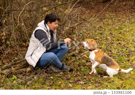 Woman training beagle dog Woman training beagle dog 133981100