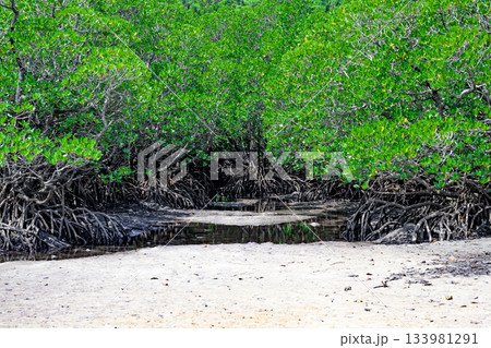 石垣島の干潟に広がるマングローブ林が織りなす自然の風景 石垣島の干潟に広がるマングローブ林が織りなす自然の風景 133981291