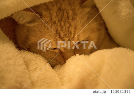 寒い日に布団の中でぬくもりを感じるマンチカンのかわいい寝顔 133981313