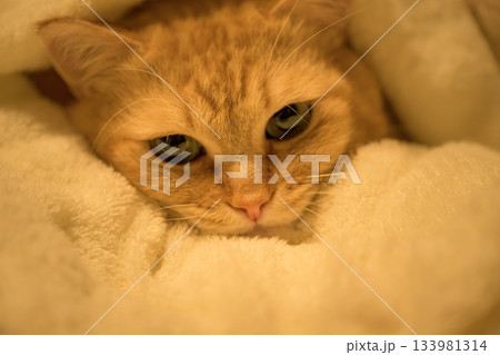 柔らかい毛布に包まれてリラックスするマンチカンの姿 133981314