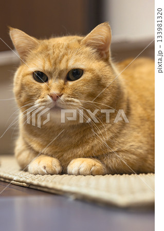 優しい雰囲気に包まれた穏やかなマンチカンの癒しの一枚 133981320