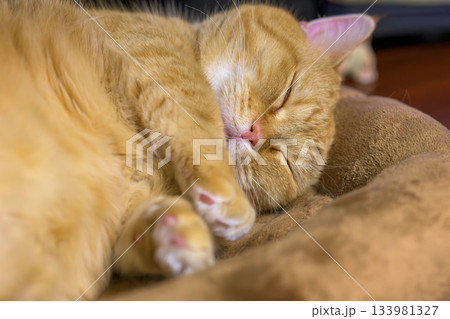 リラックスした姿がかわいいマンチカンの安らぎの寝顔 リラックスした姿がかわいいマンチカンの安らぎの寝顔 133981327