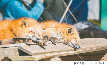 蔵王キツネ村のキツネ 133981621