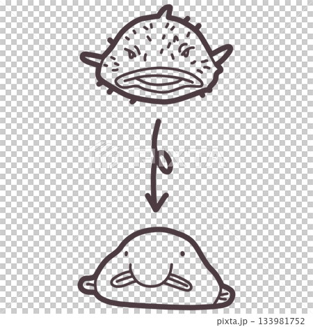 シンプルにデフォルメしたニュウドウカジカ(ブロブフィッシュ)のイラスト シンプルにデフォルメしたニュウドウカジカ(ブロブフィッシュ)のイラスト 133981752
