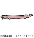 シンプルにデフォルメした深海鮫のラブカのイラスト 133981778