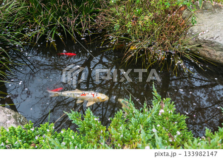 Colorful koi carp fish in pond of Nanzo-in temple garden, Fukuoka Colorful koi carp fish in pond of Nanzo-in temple garden, Fukuoka 133982147