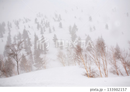 Snow covered mountain with Christmas Tree, Tateyama Kurobe Alpine Snow covered mountain with Christmas Tree, Tateyama Kurobe Alpine 133982157