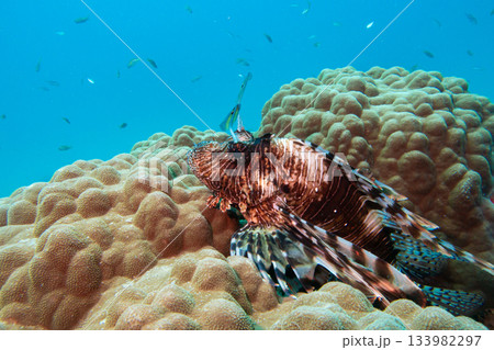 A Red sea lionfish, pterois volitans swimming over tropical reef with blue water in background A Red sea lionfish, pterois volitans swimming over tropical reef with blue water in background 133982297