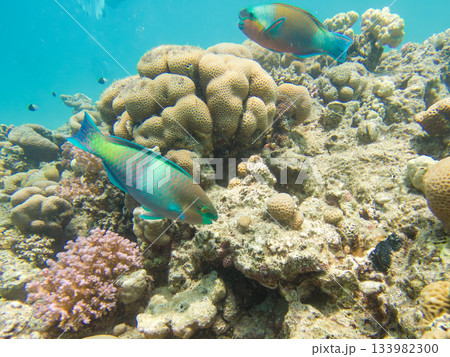 A rusty parrotfish, Scarus ferrugineus. This fish is an important part of the marine ecosystem 133982300