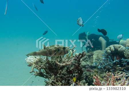 Al scuba diver diving on tropical reef with blue background and reef fish. Red sea, Egypt 133982310