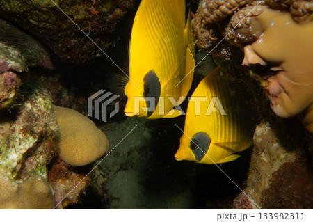 A pair of yellow blue cheek butterflyfish, Chaetodon semilarvatus, at a tropical reef in the Red Sea 133982311