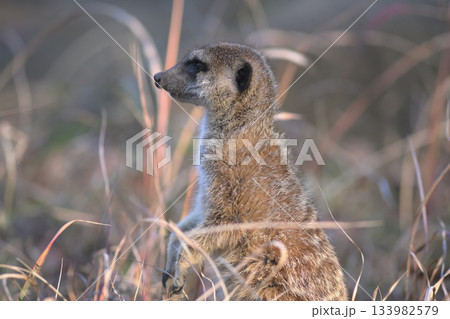 晩秋の枯草の中で立つミーアキャット 133982579