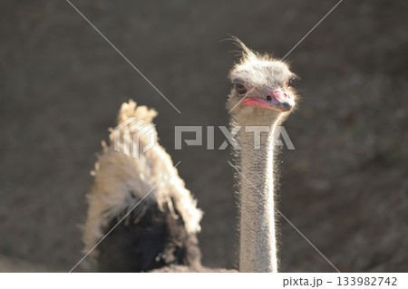 秋の風にダチョウの頭の毛がなびく 133982742