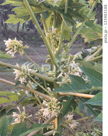 Papaya Tree in Bloom with White Flowers and Large Green Lobed Leaves, Tropical Botanical Stock Image Papaya Tree in Bloom with White Flowers and Large Green Lobed Leaves, Tropical Botanical Stock Image 133983188