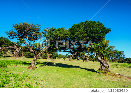 Fanal forest trees on Madeira island, Portugal Fanal forest trees on Madeira island, Portugal 133983420