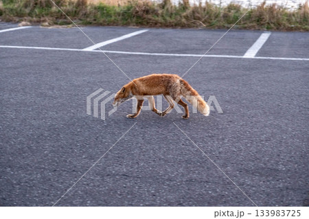秋の野付半島、アスファルトを歩くキタキツネの哀愁 133983725