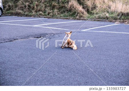 哀愁漂う秋の道東 野付半島に佇む野生のキタキツネ 哀愁漂う秋の道東 野付半島に佇む野生のキタキツネ 133983727