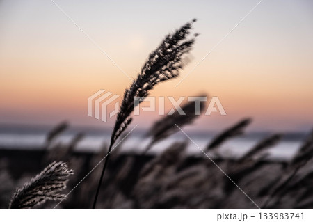 秋風に揺れる哀愁の穂、野付半島の茜空 133983741
