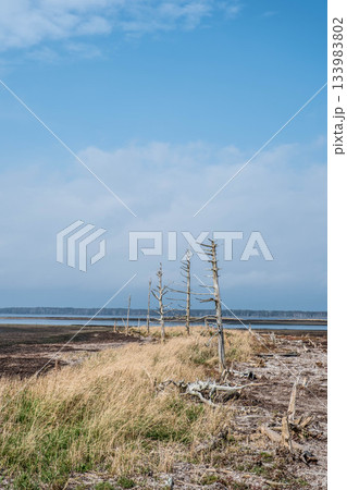 野付半島の秋空と、時の流れを感じさせる立ち枯れの木々 野付半島の秋空と、時の流れを感じさせる立ち枯れの木々 133983802