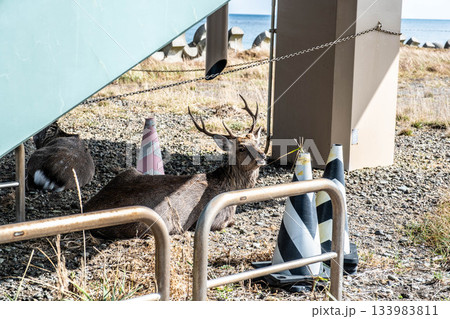 野付半島、秋の海辺で憩う野生のエゾシカ 野付半島、秋の海辺で憩う野生のエゾシカ 133983811